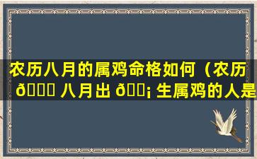 农历八月的属鸡命格如何（农历 🐘 八月出 🐡 生属鸡的人是什么命）